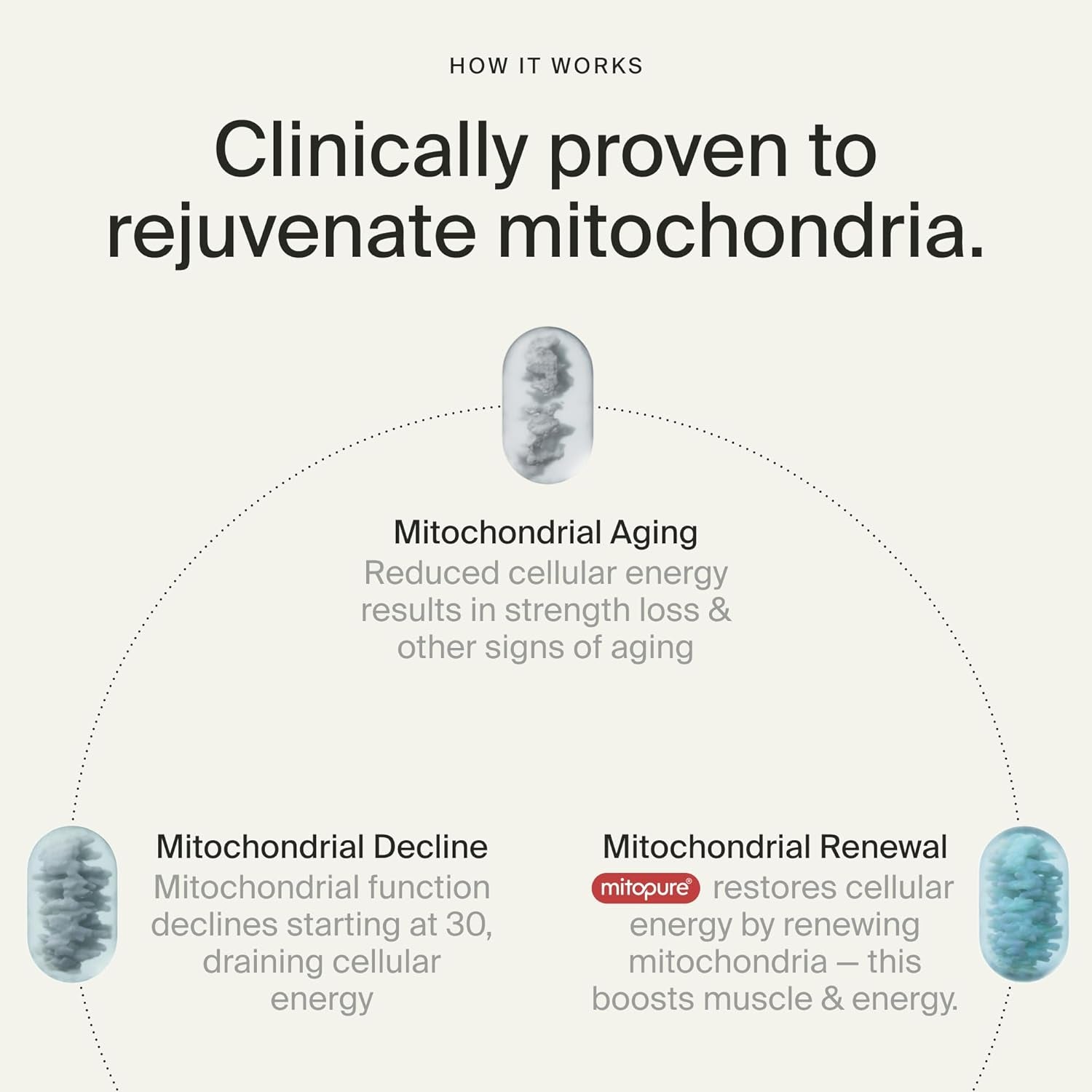 Mitopure Urolithin a Supplement Gummies - Clinically Proven Support for Healthy Aging Cellular Energy Muscle Strength and Longevity