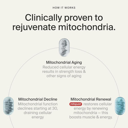 Mitopure Urolithin a Supplement Gummies - Clinically Proven Support for Healthy Aging Cellular Energy Muscle Strength and Longevity