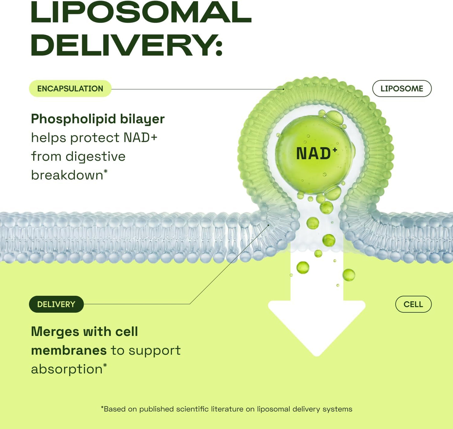 Revitalize Your Wellness with Our Premium Liposomal NAD+ Supplement and Resveratrol