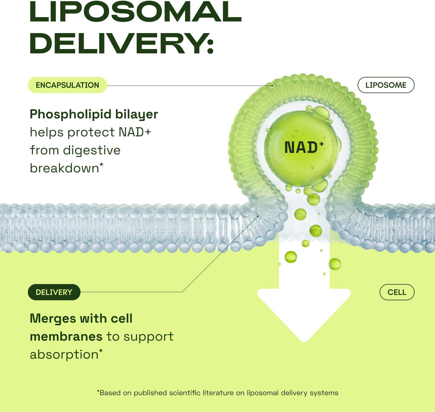 Revitalize Your Wellness with Our Premium Liposomal NAD+ Supplement and Resveratrol